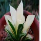 Prodgf 3Pcs retusa variegated haworthia plant