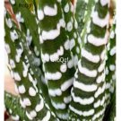 Prodgf 3Pcs fasciala big band haworthia plant