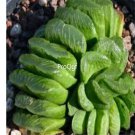 Prodgf 3Pcs truncata lime green haworthia plant