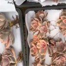 Prodgf 3Pcs echeveria rainbow  plant