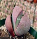 Prodgf 3Pcs A Set Pleiospilos nelii plant