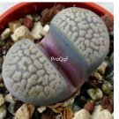 Prodgf 50Pcs A Set lithop comptonii var weberi seed