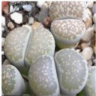 Prodgf 50Pcs A Set lithop salicola seed