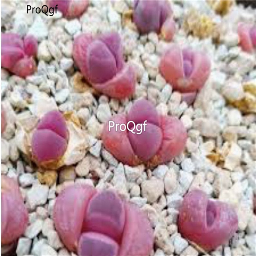 Prodgf 10Pcs A Set lithop optica rubra plant