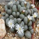 Prodgf 50Pcs A Set lithop marmorata  seed