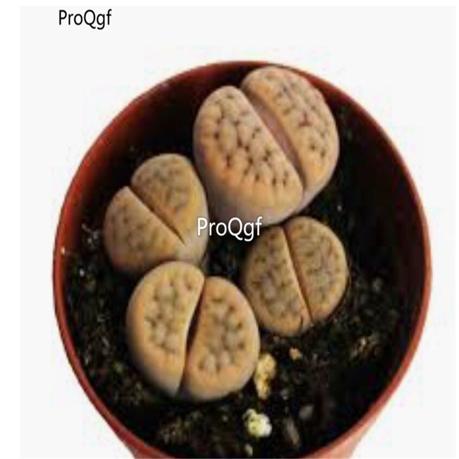 Prodgf 10Pcs A Set lithop leo lithop plant