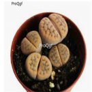 Prodgf 10Pcs A Set lithop leo lithop plant
