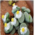 Prodgf 50Pcs A Set lithop fulviceps f. aurea seed