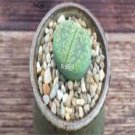 Prodgf 10Pcs A Set lithop aucampiae jackson jade plant