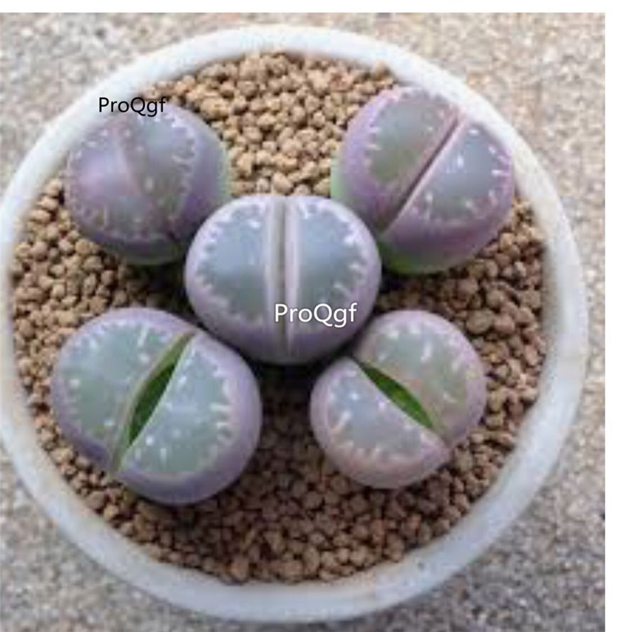 Prodgf 10Pcs A Set lithop olivaceae plant