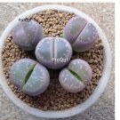 Prodgf 10Pcs A Set lithop olivaceae plant