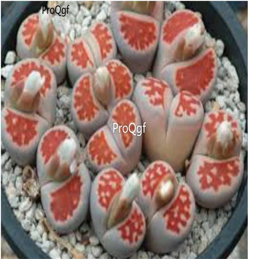 Prodgf 10Pcs A Set lithop karasmontana top red plant