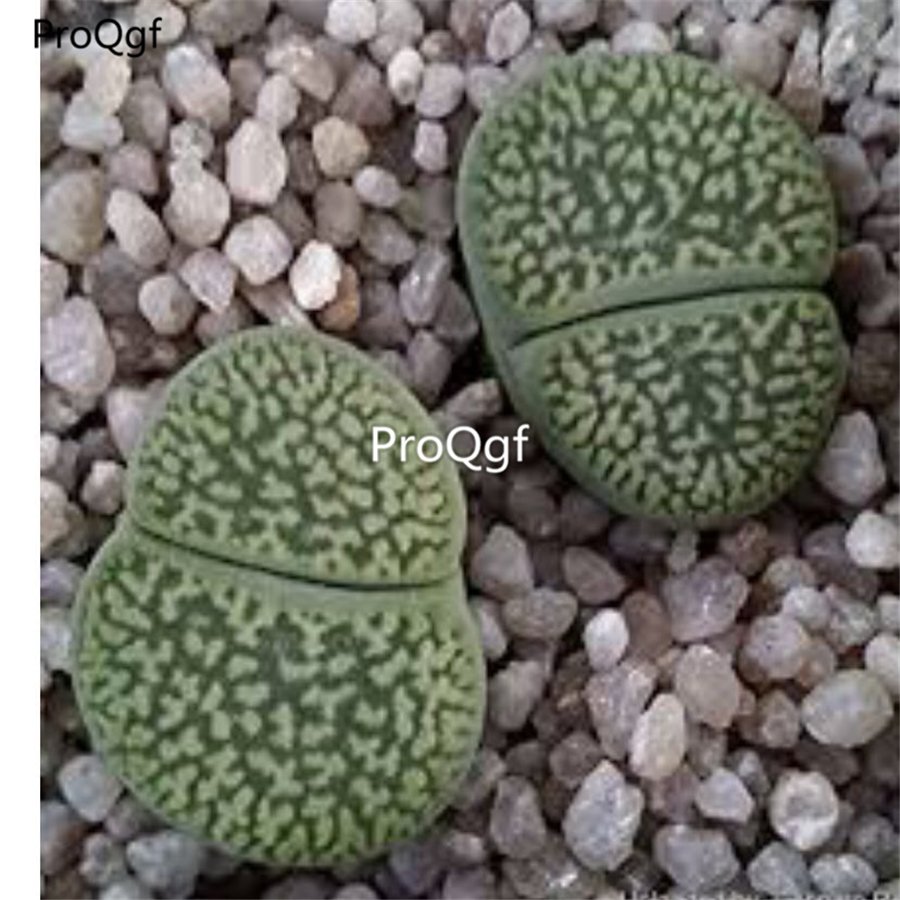 Prodgf 10Pcs A Set lithop hookeri var. dabneri plant