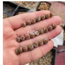 Prodgf 10Pcs A Set lithop juwenzhang plant