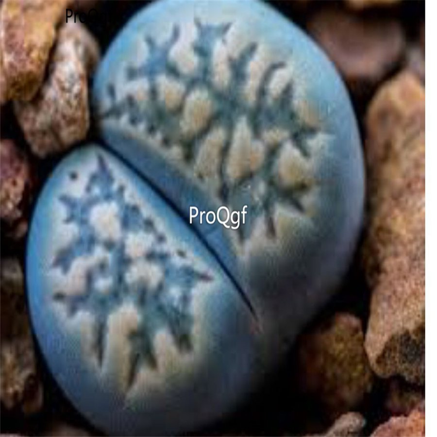 Prodgf 30Pcs A Set lithop rare blue lithop seed