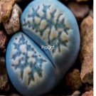 Prodgf 30Pcs A Set lithop rare blue lithop seed