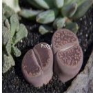 Prodgf 30Pcs A Set lithop altman seed