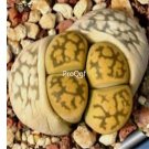 Prodgf 3Pcs A Set lithop karasmontana bella plant