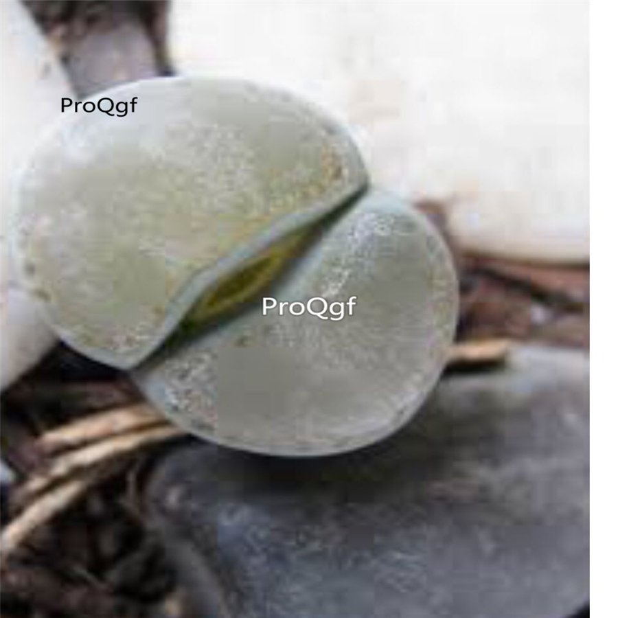 Prodgf 10Pcs A Set lithop brigittecherubini plant
