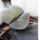 Prodgf 10Pcs A Set lithop brigittecherubini plant