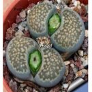 Prodgf 30Pcs A Set lithop salicola maculata seed