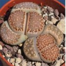 Prodgf 30Pcs A Set lithop hallii seed