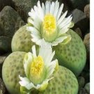 Prodgf 30Pcs A Set lithop fulviceps aurea seed