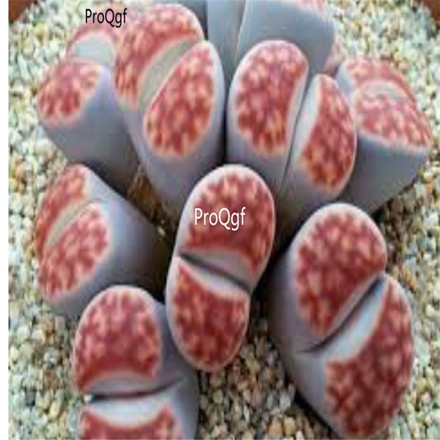 Prodgf 10Pcs A Set lithop karasmontana sumitatum plant