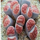 Prodgf 10Pcs A Set lithop karasmontana sumitatum plant