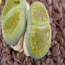 Prodgf 10Pcs A Set lithop aucampiae euniceae plant