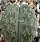 Prodgf 30Pcs A Set lithop leiliei c341 seed