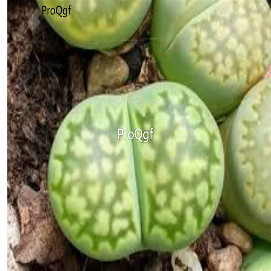 Prodgf 10Pcs A Set lithop julii fullergreen plant