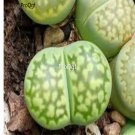 Prodgf 10Pcs A Set lithop julii fullergreen plant