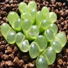 Prodgf 50Pcs A Set conophytum limpidum seed
