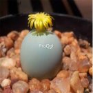 Prodgf 50Pcs A Set conophytum calculus seed