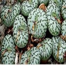 Prodgf 50Pcs A Set conophytum obcordellum seed