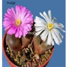 Prodgf 50Pcs A Set conophytum friedrichiae   seed