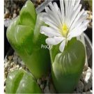 Prodgf 50Pcs A Set conophytum longum seed