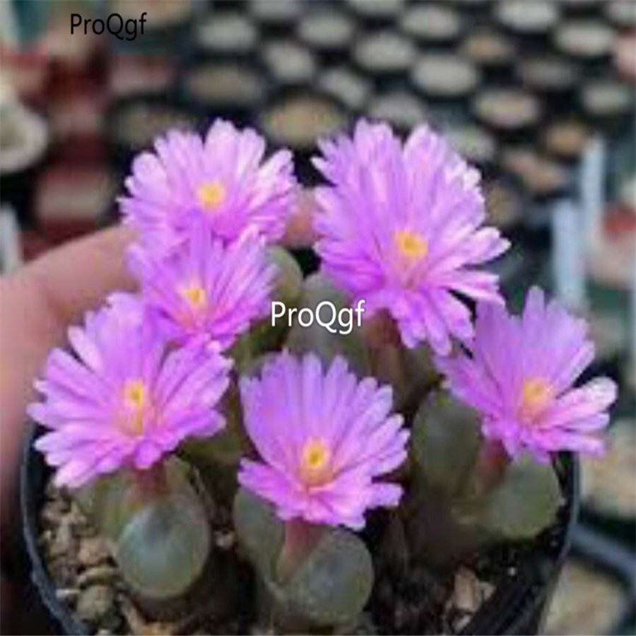 Prodgf 50Pcs A Set conophytum praesectum seed