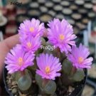 Prodgf 50Pcs A Set conophytum praesectum seed