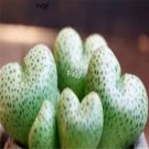 Prodgf 50Pcs A Set conophytum taylorianum seed