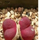Prodgf 50Pcs A Set conophytum maughanii red seed