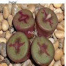 Prodgf 50Pcs A Set conophytum chrisocruxum seed