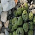 Prodgf 50Pcs A Set conophytum ficiforme seed