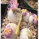 Prodgf 50Pcs A Set conophytum burgeri rr1265 seed
