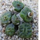 Prodgf 50Pcs A Set conophytum angeliciae seed