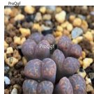 Prodgf 50Pcs A Set conophytum pellucidum cluster seed