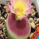 Prodgf 50Pcs A Set conophytum ratum sh1200 seed