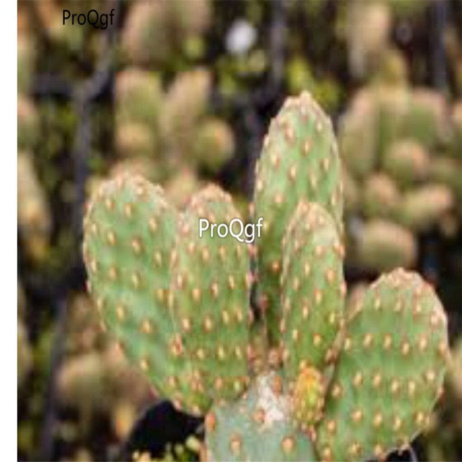Prodgf 3Pcs A Set cinnamom cactus plant