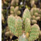 Prodgf 3Pcs A Set cinnamom cactus plant
